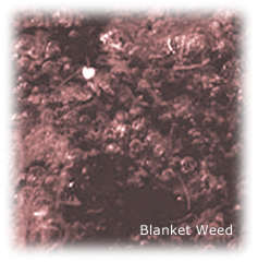Blanket Weed
